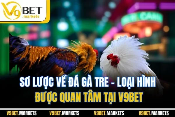 Sơ lược về đá gà tre - Loại hình được quan tâm tại V9BET